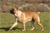 Haida - Triola Cane Corso